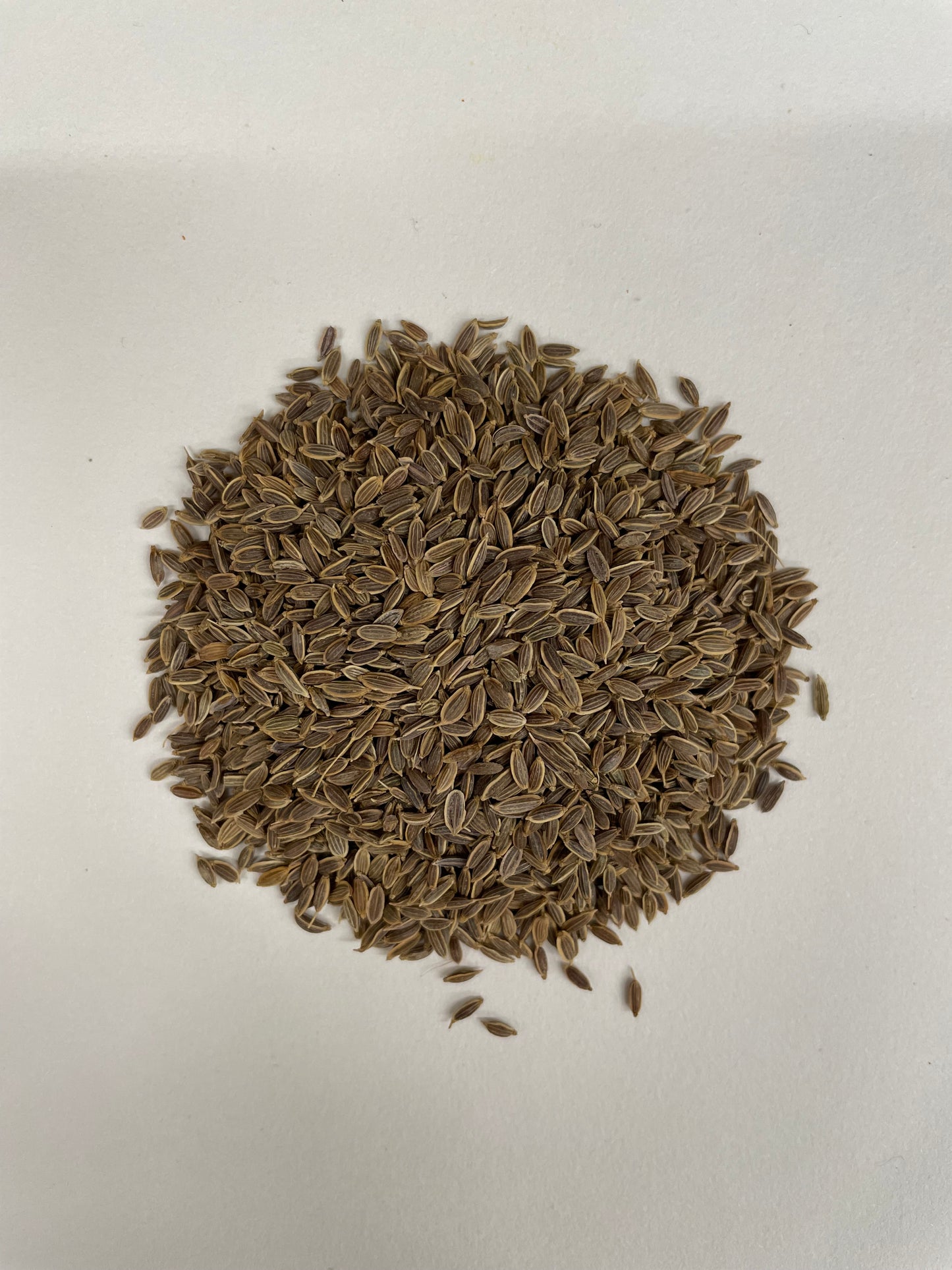 Whole Dill Seed